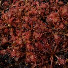 Image result for Drosera pilosa