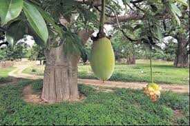 The cubes are crushed and ground to make a fine powder. Baobab Offers New Life To Africans Eb247 The Business Of Life Consumer Emirates24 7