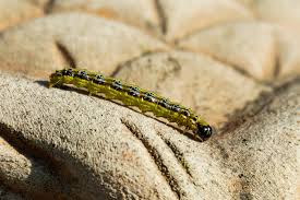 La pyrale du buis est un papillon (lépidoptère) dont la chenille s'attaque essentiellement au buis commun (buxus sempervirens). La Pyrale Du Buis Strategies De Lutte Surveillance