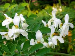 How To Grow A Moringa Tree Moringa Tree Moringa Oleifera Moringa Leaf Powder