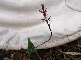 Image result for Kleinia schweinfurthii