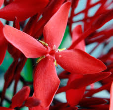 Image result for Ixora sp. A