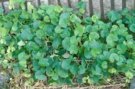 Image result for Centella asiatica