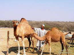 * if your camel has no humps it is probably a llama or sheep. Susie Of Arabia The Life Of A Camel Herder