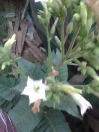 Image result for Napoleonaea gossweileri