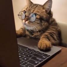Pin On Cutecats