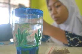 Walaupun aquarium mini berukuran kecil, aquarium ini juga dapat dibuat menarik seperti halnya aquarium dengan ukuran normal. Asah Kreativitas Siswa Buat Aquarium Mini