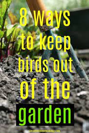 As a gardener, you'll certainly appreciate the fact that they eat bugs and pests. 8 Ways To Keep Birds Out Of The Garden Creative Homemaking