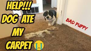 Help Dog Ate My Carpet Pet Damage Carpet Repair Youtube
