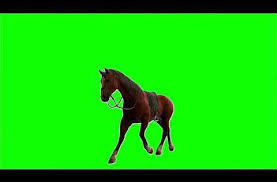 Green Screen Horse Walking Running Standing Jumping Youtube Greenscreen Green Screen Footage Green Screen Video Backgrounds