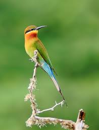 Birds And Blooms Photo Contest Winners Colorful Birds Photo Contest Winners Bird Photo Colorful Birds Photo Contest