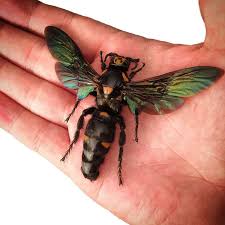 Black And Orange Bug That Looks Like A Wasp Megascolia Procer Female Wasp Hornet Indonesia Wasp Bugs And Insects Bees And Wasps