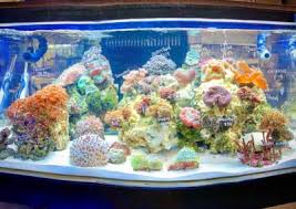 Fiji cube 22.4 gallon cube rimless aio glass nano tank. Saltwater Fish Most Valuable Pets Lexington S Local Choice For Your Mvp