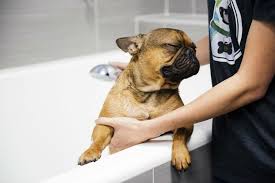 Dog Grooming Spa Services Old Bridge Dogtopia Old Bridge