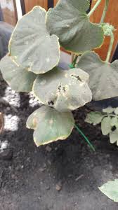 Image result for Mealybug cucumber