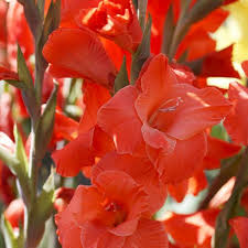 Image result for Gladiolus virgineus