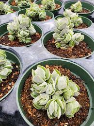 Image result for Crassula perfoliata