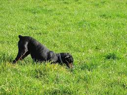 Why Do Dogs Eat Dirt The Answer Might Surprise You Wild Earth