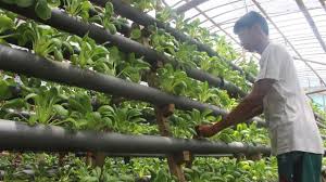 Cara bertanam hidroponik di rumah. Sayur Hidroponik Makin Marak Di Bali Regional Liputan6 Com