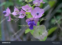 Image result for Karomia tettensis