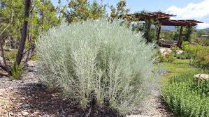 Image result for Tacazzea rosmarinifolia