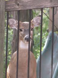 Water roughly once a week or whenever the potting soil feels dry to touch. Deer Proofing Your Garden The Gateway Gardener