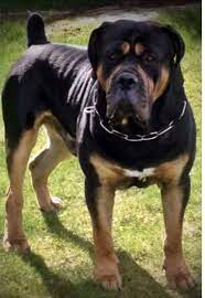 Black boerboels african boerboel beautiful dogs dogs. South African Boerbull Rottweiler Mix Mastiff Puppies Mastiff Breeds Dog Breeds