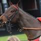 The Festive Jumps Raceday event image