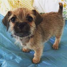 Border Terrier Mix Dog Crossbreeds Border Terrier Dog Breeds