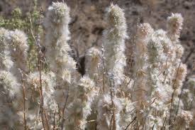 Image result for Cyanotis lanata