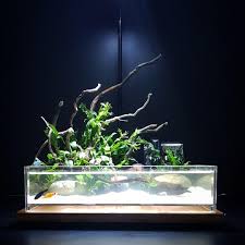 Next day delivery and a wide range of brands and sizes available. Office Home Desktop Vivarium Paludarium Biotope Pet Supplies For Fish Fish Tanks On Carousell