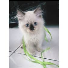 Sehingga, kucing himalaya ini juga biasa disebut seabgai kucing persia himalaya. Promo Kucing Persia Himalaya Kitten 3 Bulan Kucing Persia Betina Shopee Indonesia