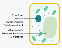 Find over 100+ of the best free animal images. Plant Cell Vs Animal Cell Simple Png Download Diagram Of A Plant Cell Simple Transparent Png Transparent Png Image Pngitem