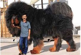 10 huge dog breeds that just give you more to love dogtime big dog breeds huge dog breeds huge dogs