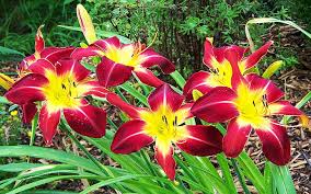 In compilation for wallpaper for lily, we have 24 images. Hd Wallpaper Daylily Hemerocallis Ruby Spider Beautiful Red Yellow Lilies Wallpapers Hd For Desktop Laptop Pc And Mobile 3840 2400 Wallpaper Flare