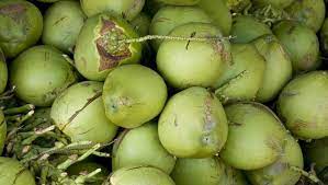 Air kelapa muda sangat banyak manfaatnya untuk tubuh dan sangat tidak diragukan lagi karena dalam satu butir kelapa hijau muda memiliki beberapa untuk lebih jelasnya selain khasiat air kelapa muda selain manfaatnya untuk menghilangkan dehidrasi ada juga untuk obat dalam. 7 Manfaat Air Kelapa Muda Bagi Kesehatan Tubuh