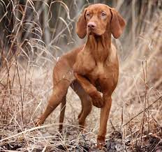 magyar vizsla charakter wesen infos zum hund futalis de charakter futalisde hund in vizsla vizsla dogs dog breeds