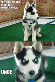 But some jokes are *so* bad, they're actually hysterical. 100 Funniest Dog Jokes Of The Internet Funny Dog Humor
