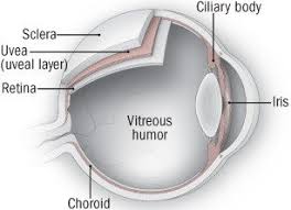 Uva, grape), also called the uveal layer, uveal coat, uveal tract, vascular tunic or vascular layer is the pigmented middle of the three concentric layers that make up an eye Uveitis Guide Causes Symptoms And Treatment Options