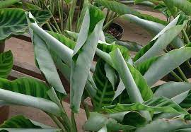 The 5 Causes Of Calathea Leaves Curling And How To Fix And Prevent It This Article Will Show You Exactly How To Plant Care Houseplant Calathea Plant Calathea