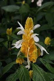 Golden shrimp plant is suitable for planting in u.s. Yellow Shrimp Plant Golden Shrimp Plant Lollipop Plant Tropical Plants Almost Eden