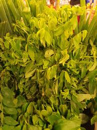Ikan tenggiri masak halia lada hitam. Sayur Manis Leaves Information And Facts