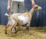 Cedar View Vittoria 5*M — Cedar View Nigerian Dwarf Goats and ...