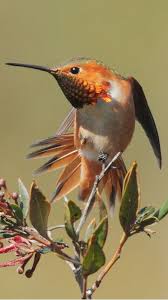 Colibri De Allen Allen S Hummingbird Grunrucken Zimtelfe Colibri D Allen Hayvanlar Kus
