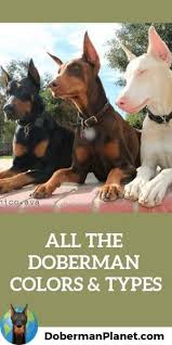 did you know that the doberman can come in 7 different