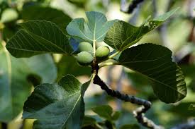 We've been sharing our passion. A Comprehensive Guide To Growing A Fruit Bearing Fig Tree Indoors Garden And Happy