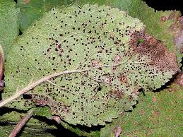 Image result for rez rzivost ostru%u017Einy