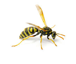 Im februar wenn die letzten fröste vorbei sind, stellt man den nistkasten an einer geschützten stelle am haus oder im garten auf. Alles Was Sie Wissen Mussen Uber Die Hummel Und Hummelnester