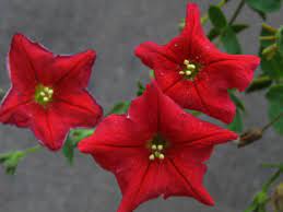 Indeed, its large, white flowers with long, tubular bases loosely resemble tobacco (nicotiana tabacum). A Petunia For Hummingbirds Hummingbird Gardener