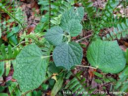 Image result for Urena lobata